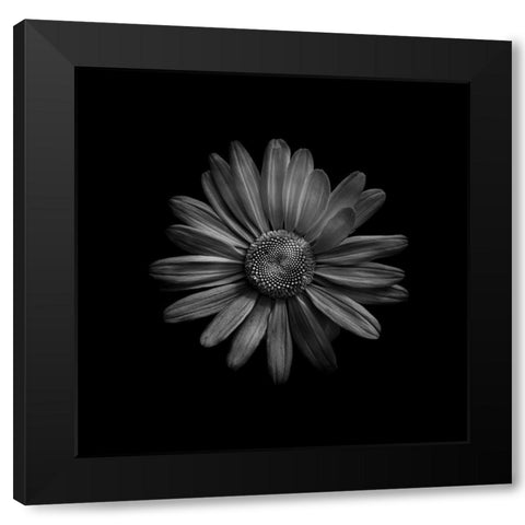 Black And White Daisy III Black Modern Wood Framed Art Print with Double Matting by Carson, Brian