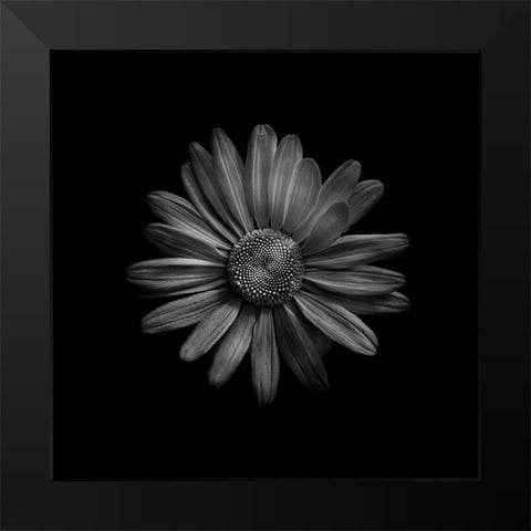 Black And White Daisy III Black Modern Wood Framed Art Print by Carson, Brian