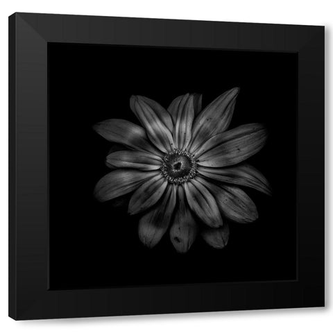 Black And White Daisy V Black Modern Wood Framed Art Print by Carson, Brian