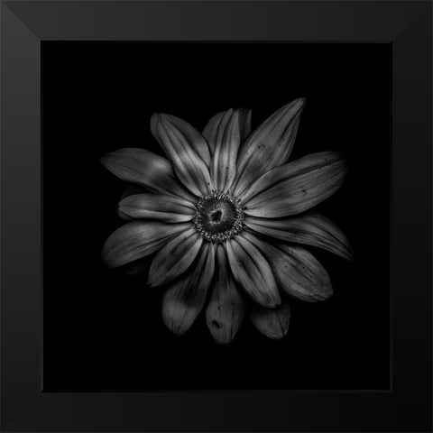 Black And White Daisy V Black Modern Wood Framed Art Print by Carson, Brian