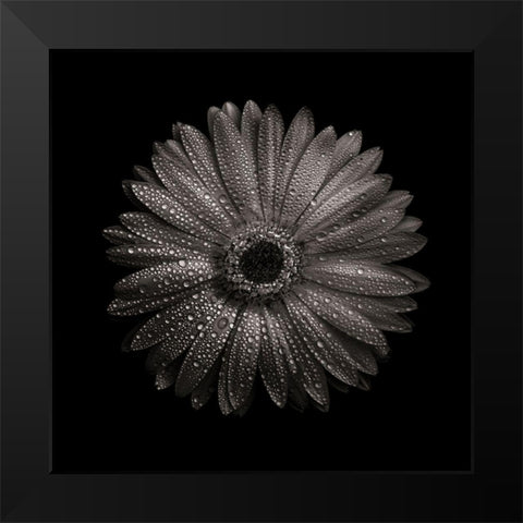 Black And White Gerber Daisy I Black Modern Wood Framed Art Print by Carson, Brian