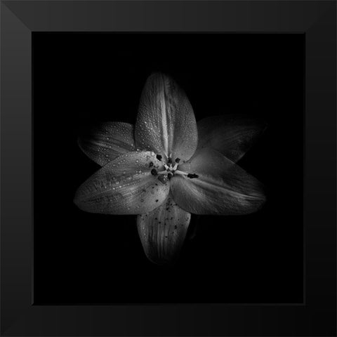 Black And White Lily Black Modern Wood Framed Art Print by Carson, Brian