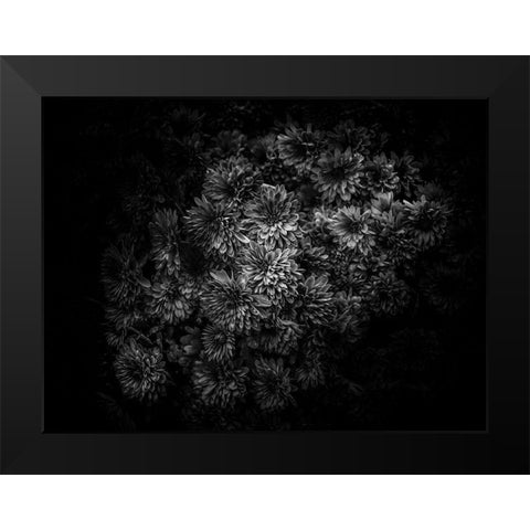 Black And White Mum Bouquet Black Modern Wood Framed Art Print by Carson, Brian