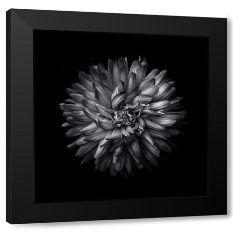 Black And White Mum I Black Modern Wood Framed Art Print with Double Matting by Carson, Brian