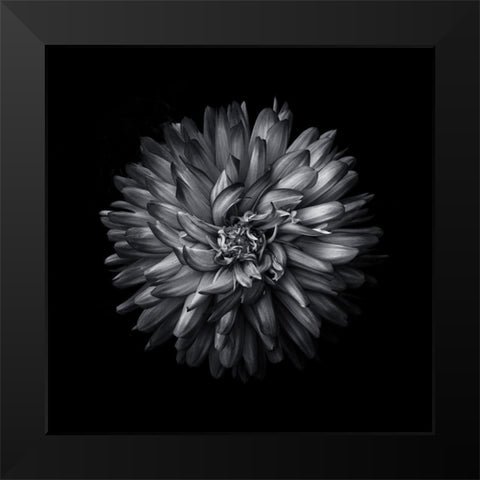 Black And White Mum I Black Modern Wood Framed Art Print by Carson, Brian