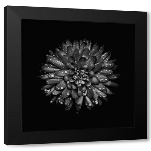 Black And White Mum II Black Modern Wood Framed Art Print by Carson, Brian