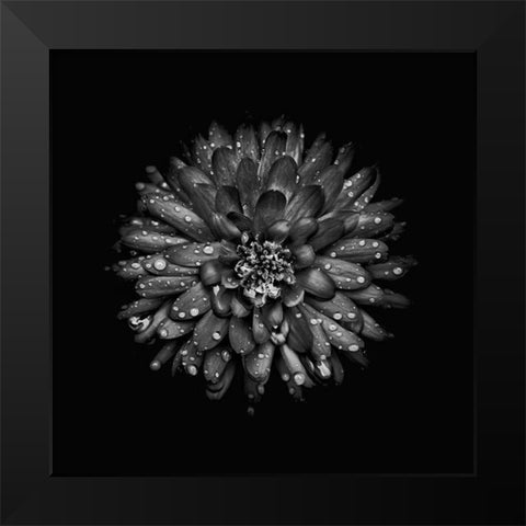 Black And White Mum II Black Modern Wood Framed Art Print by Carson, Brian