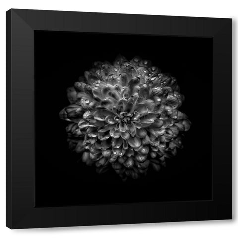 Black And White Mum III Black Modern Wood Framed Art Print with Double Matting by Carson, Brian