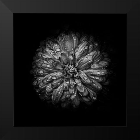 Black And White Mum IV Black Modern Wood Framed Art Print by Carson, Brian