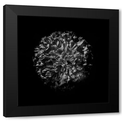 Black And White Mum V Black Modern Wood Framed Art Print by Carson, Brian