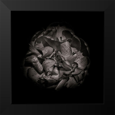 Black And White Peony I Black Modern Wood Framed Art Print by Carson, Brian