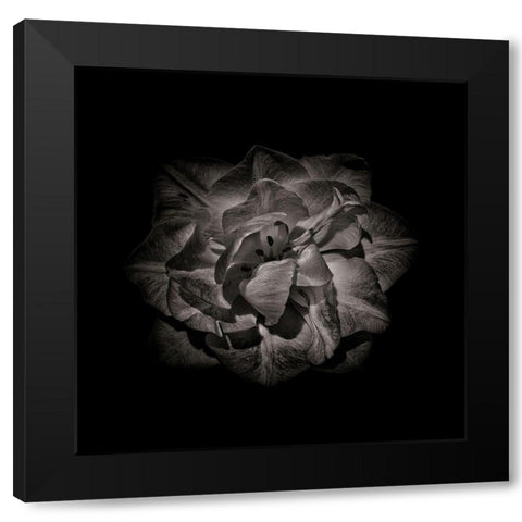 Black And White Peony II Black Modern Wood Framed Art Print by Carson, Brian