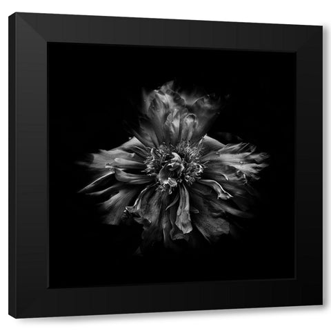 Black And White Peony III Black Modern Wood Framed Art Print by Carson, Brian