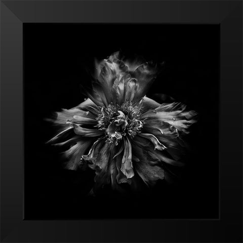 Black And White Peony III Black Modern Wood Framed Art Print by Carson, Brian