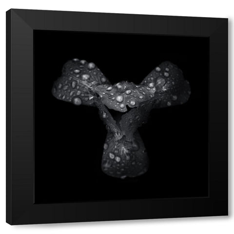 Black And White Petals Black Modern Wood Framed Art Print with Double Matting by Carson, Brian