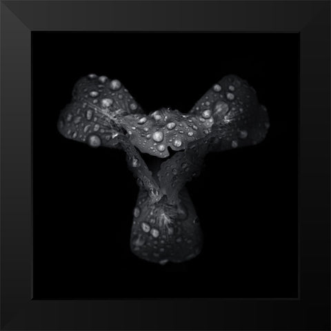 Black And White Petals Black Modern Wood Framed Art Print by Carson, Brian