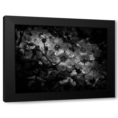 Black And White Petunia Black Modern Wood Framed Art Print by Carson, Brian