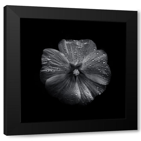 Black And White Petunia II Black Modern Wood Framed Art Print by Carson, Brian