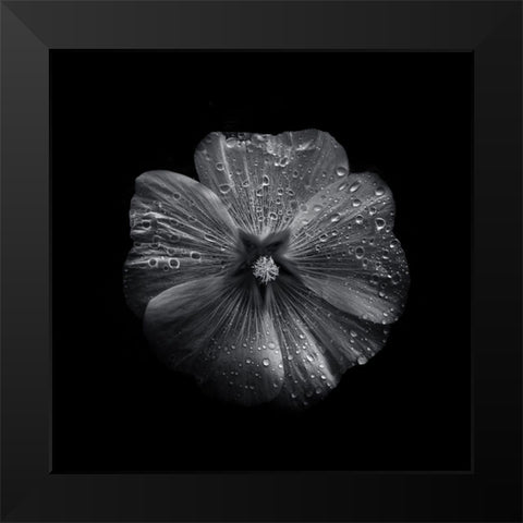 Black And White Petunia II Black Modern Wood Framed Art Print by Carson, Brian