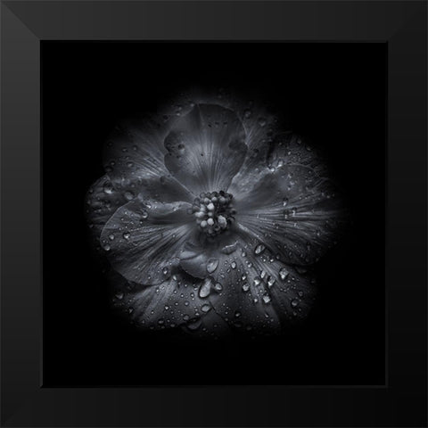 Black And White Petunia III Black Modern Wood Framed Art Print by Carson, Brian