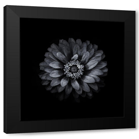 Black And White Zinnia II Black Modern Wood Framed Art Print by Carson, Brian