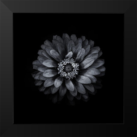 Black And White Zinnia II Black Modern Wood Framed Art Print by Carson, Brian