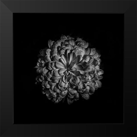 Black And White Zinnia III Black Modern Wood Framed Art Print by Carson, Brian