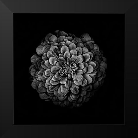 Black And White Zinnia IV Black Modern Wood Framed Art Print by Carson, Brian