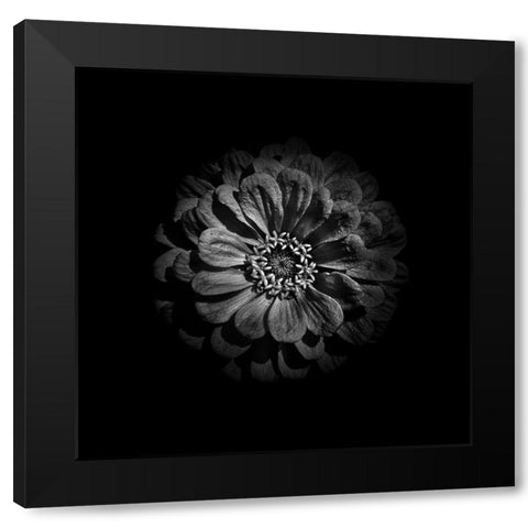 Black And White Zinnia V Black Modern Wood Framed Art Print with Double Matting by Carson, Brian