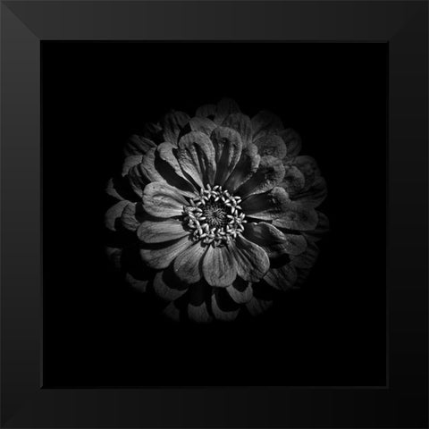Black And White Zinnia V Black Modern Wood Framed Art Print by Carson, Brian