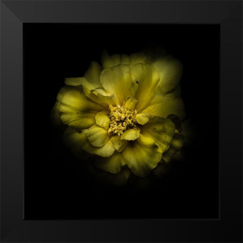 Double Yellow Camelia Black Modern Wood Framed Art Print by Carson, Brian