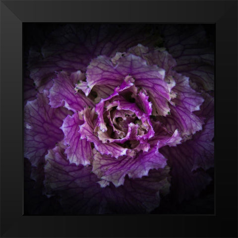 Flowering Cabbage Black Modern Wood Framed Art Print by Carson, Brian