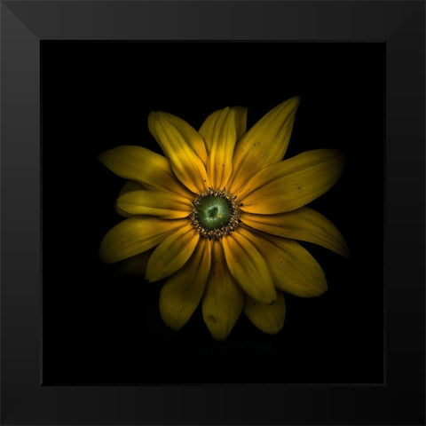 Green Center Daisy Black Modern Wood Framed Art Print by Carson, Brian