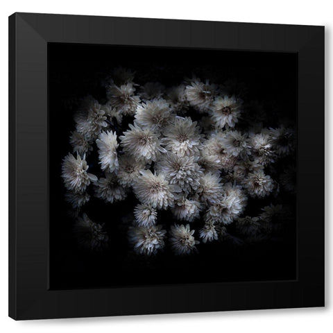 Mum Bouquet Black Modern Wood Framed Art Print with Double Matting by Carson, Brian