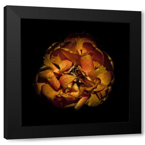 Orange Peony Black Modern Wood Framed Art Print with Double Matting by Carson, Brian