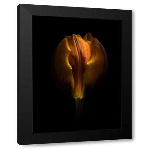Orange Tulip Black Modern Wood Framed Art Print with Double Matting by Carson, Brian