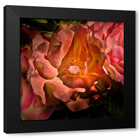 Pink Camelia Black Modern Wood Framed Art Print by Carson, Brian