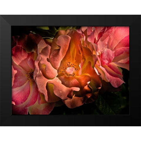 Pink Camelia II Black Modern Wood Framed Art Print by Carson, Brian