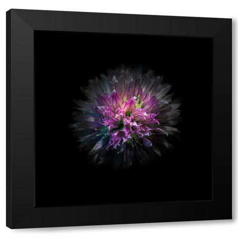 Pink Clover Flower Black Modern Wood Framed Art Print by Carson, Brian