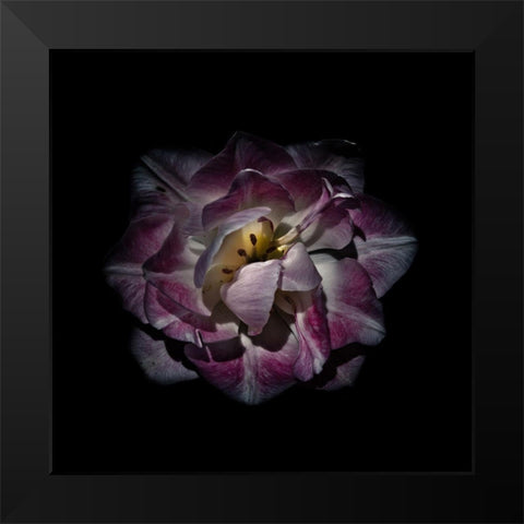 Purple and White Peony Black Modern Wood Framed Art Print by Carson, Brian