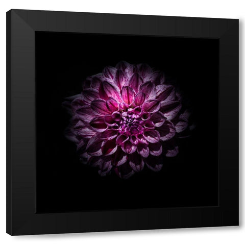 Purple Dahlia Black Modern Wood Framed Art Print by Carson, Brian