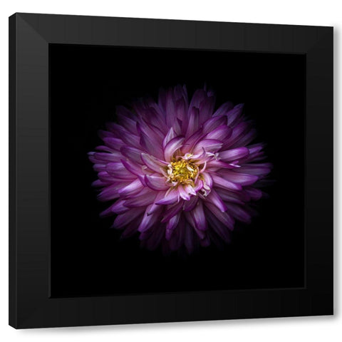 Purple Mum Black Modern Wood Framed Art Print with Double Matting by Carson, Brian