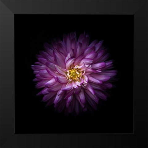 Purple Mum Black Modern Wood Framed Art Print by Carson, Brian