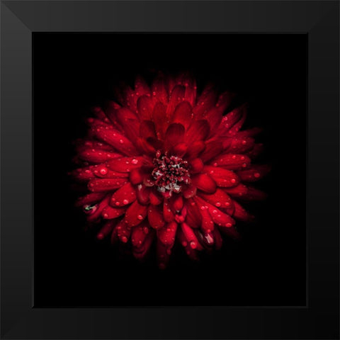 Red Mum Black Modern Wood Framed Art Print by Carson, Brian