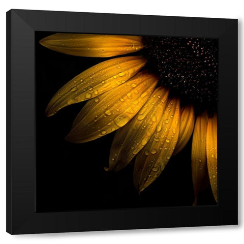 Sunflower Detail Black Modern Wood Framed Art Print with Double Matting by Carson, Brian