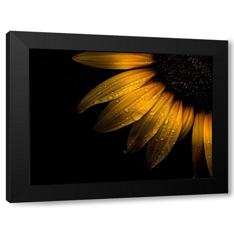 Sunflower Detail II Black Modern Wood Framed Art Print with Double Matting by Carson, Brian