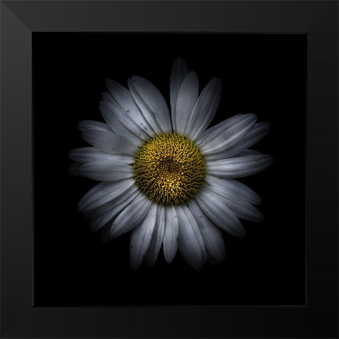 White Daisy II Black Modern Wood Framed Art Print by Carson, Brian