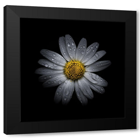 White Daisy III Black Modern Wood Framed Art Print with Double Matting by Carson, Brian