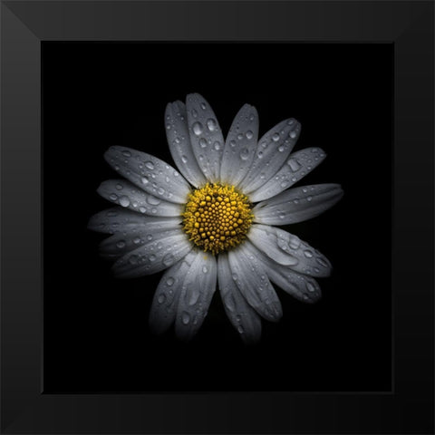 White Daisy III Black Modern Wood Framed Art Print by Carson, Brian