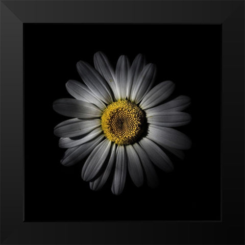 White Daisy IV Black Modern Wood Framed Art Print by Carson, Brian